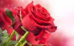 تودیع سرکار خانم زهرا رجبی 2