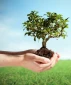 ۱۵ اسفند ماه  روز درختکاری