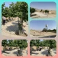 پاکسازی محوطه آموزشکده دختران نی ریز توسط نیروی خدماتی آموزشکده