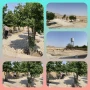 پاکسازی محوطه آموزشکده دختران نی ریز توسط نیروی خدماتی آموزشکده